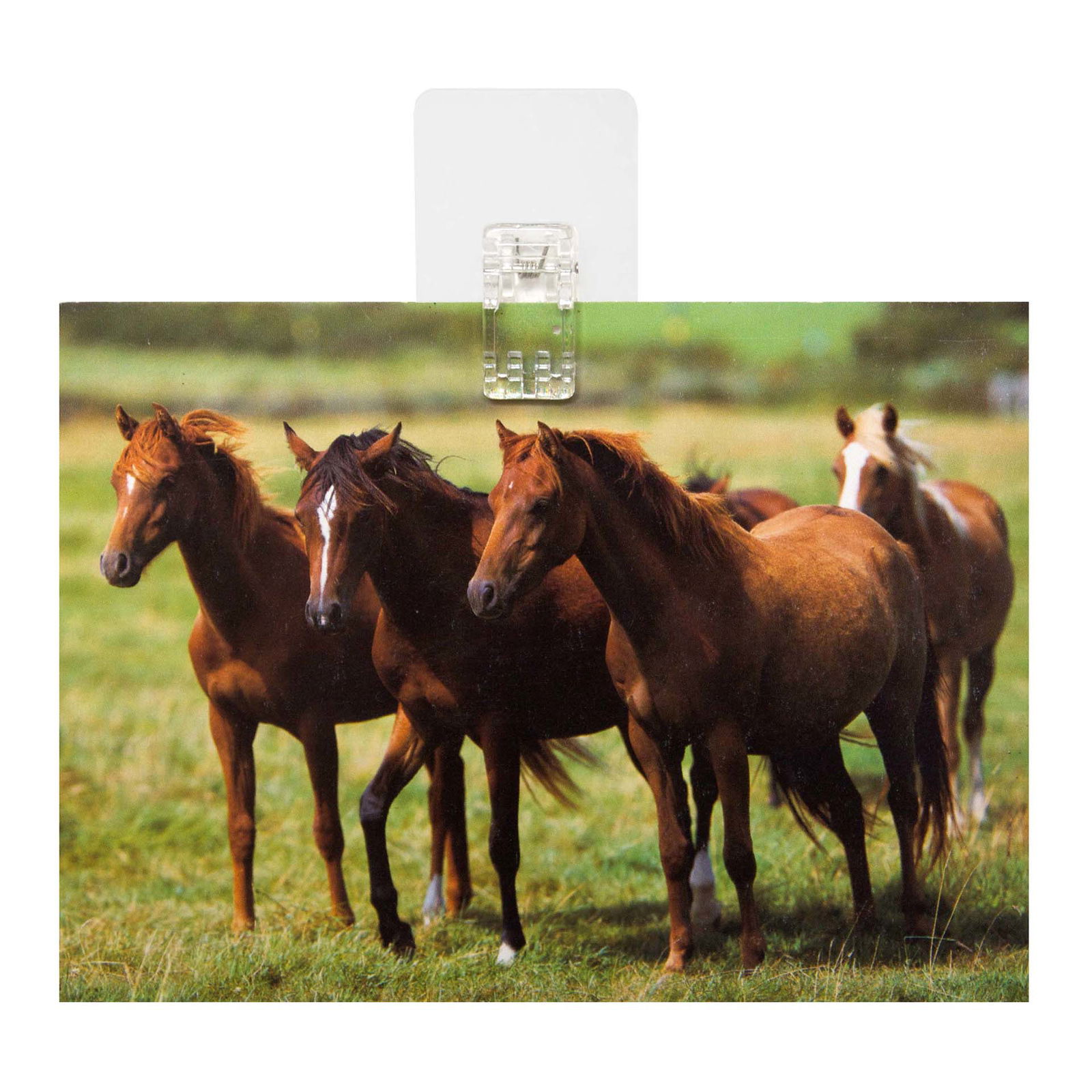 Magic Clips, set of 12, incl. box Magic Clips, set of 12, incl. box