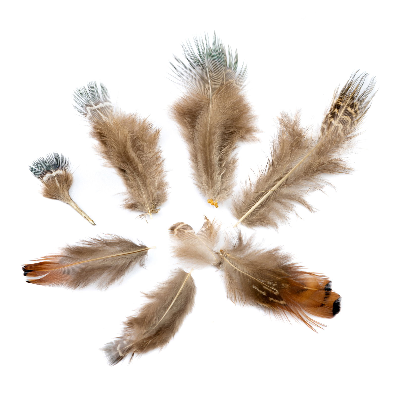 Prirodno perje, 3 različite vrste perja, set od 200 komada Prirodno perje, 3 različite vrste perja, set od 200 komada