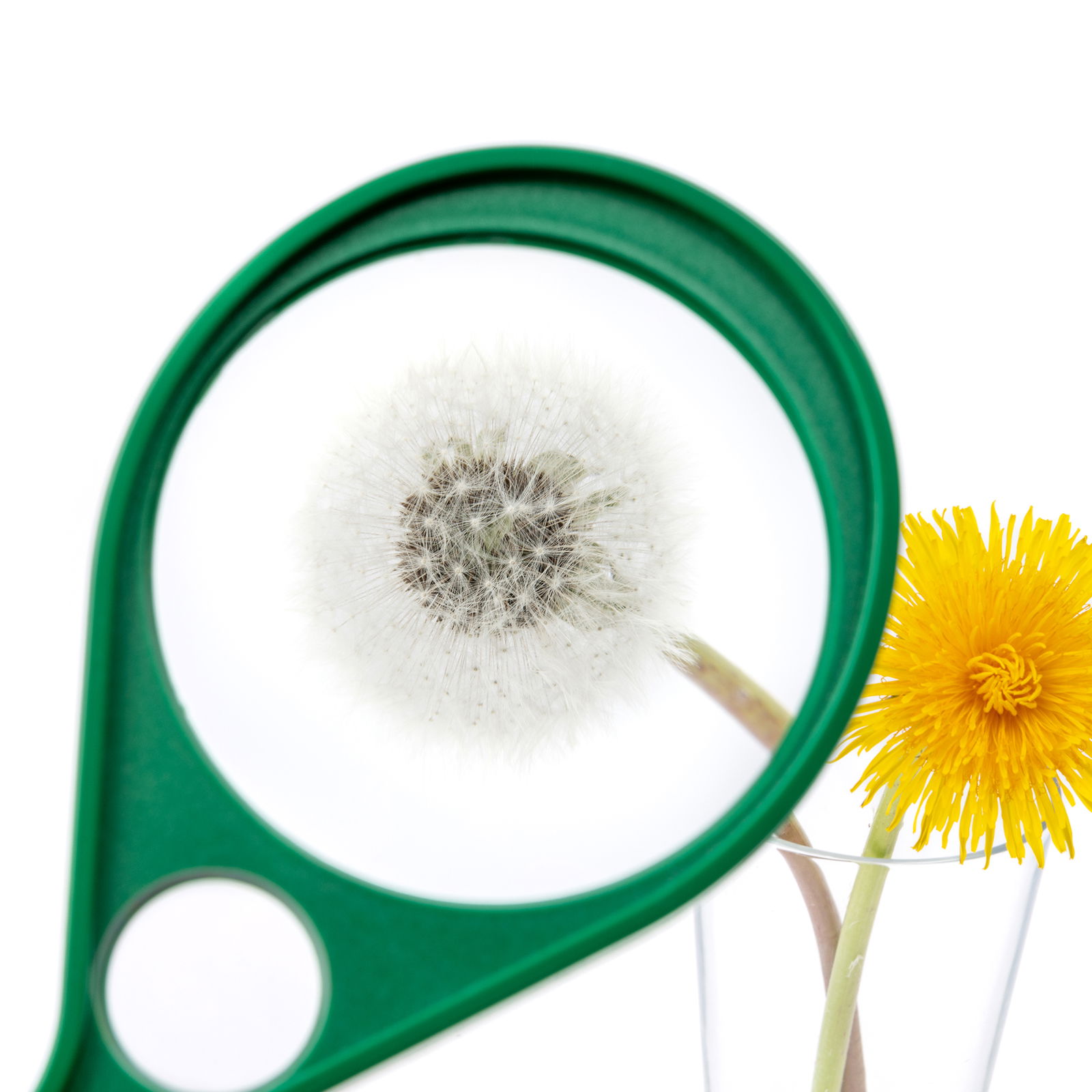 Lupa gigante Lupa gigante