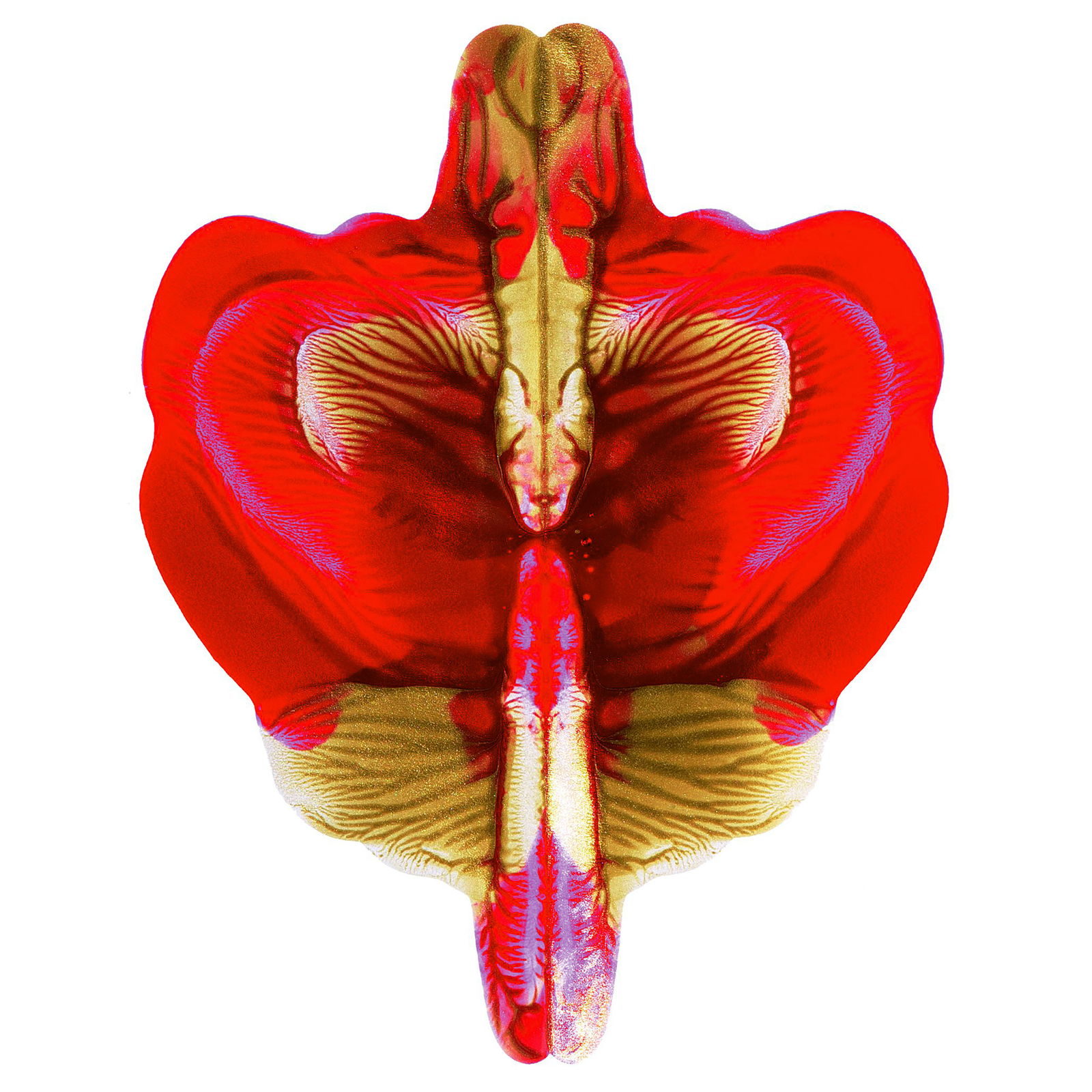 Buena pintura, 500 ml, rojo Buena pintura, 500 ml, rojo