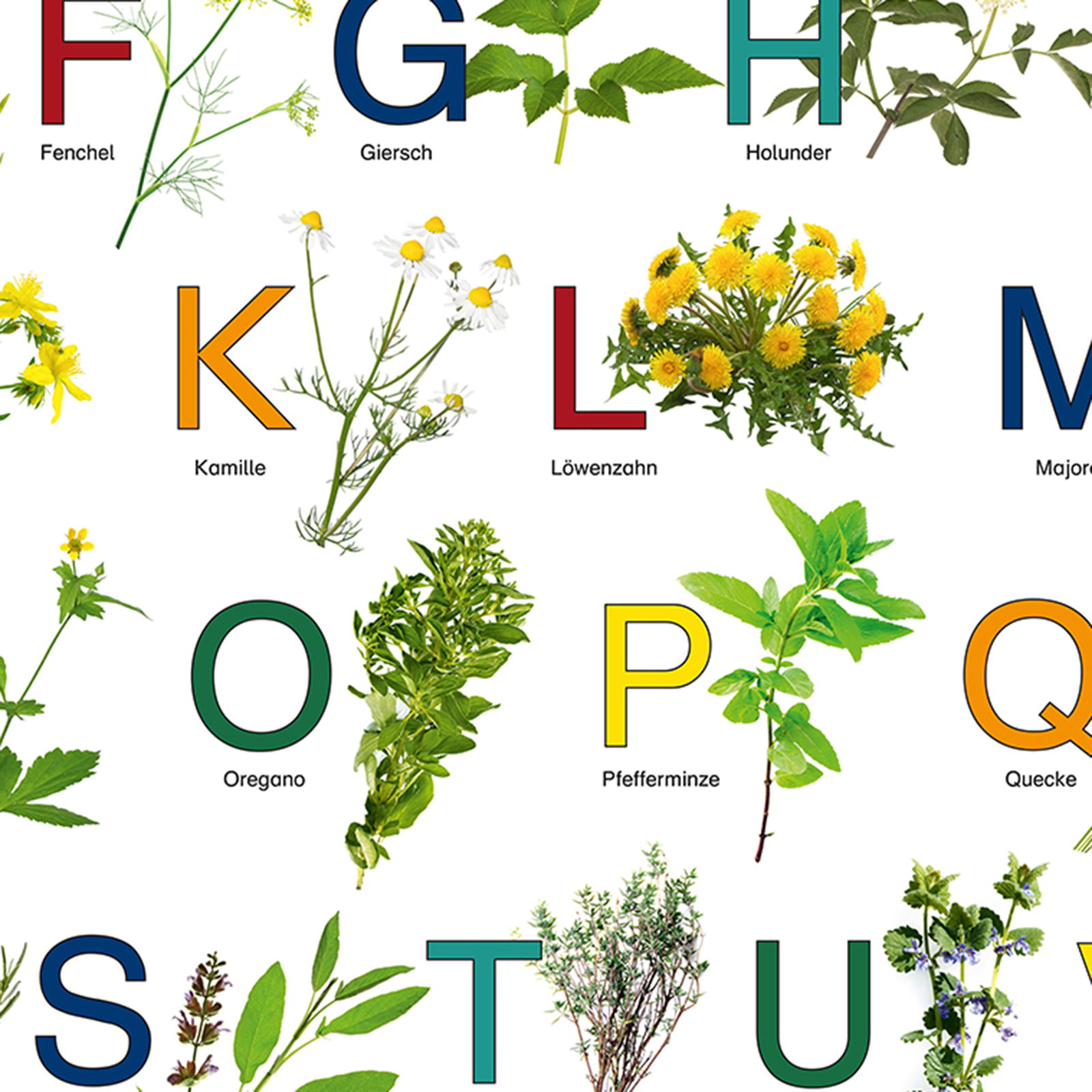 Herb Poster Herb Poster