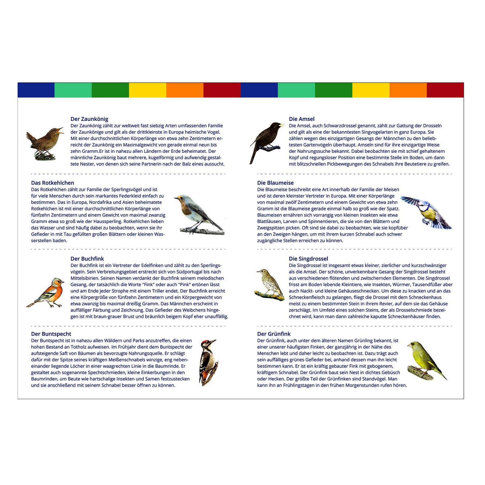 Bird clock, wall clock Bird clock, wall clock