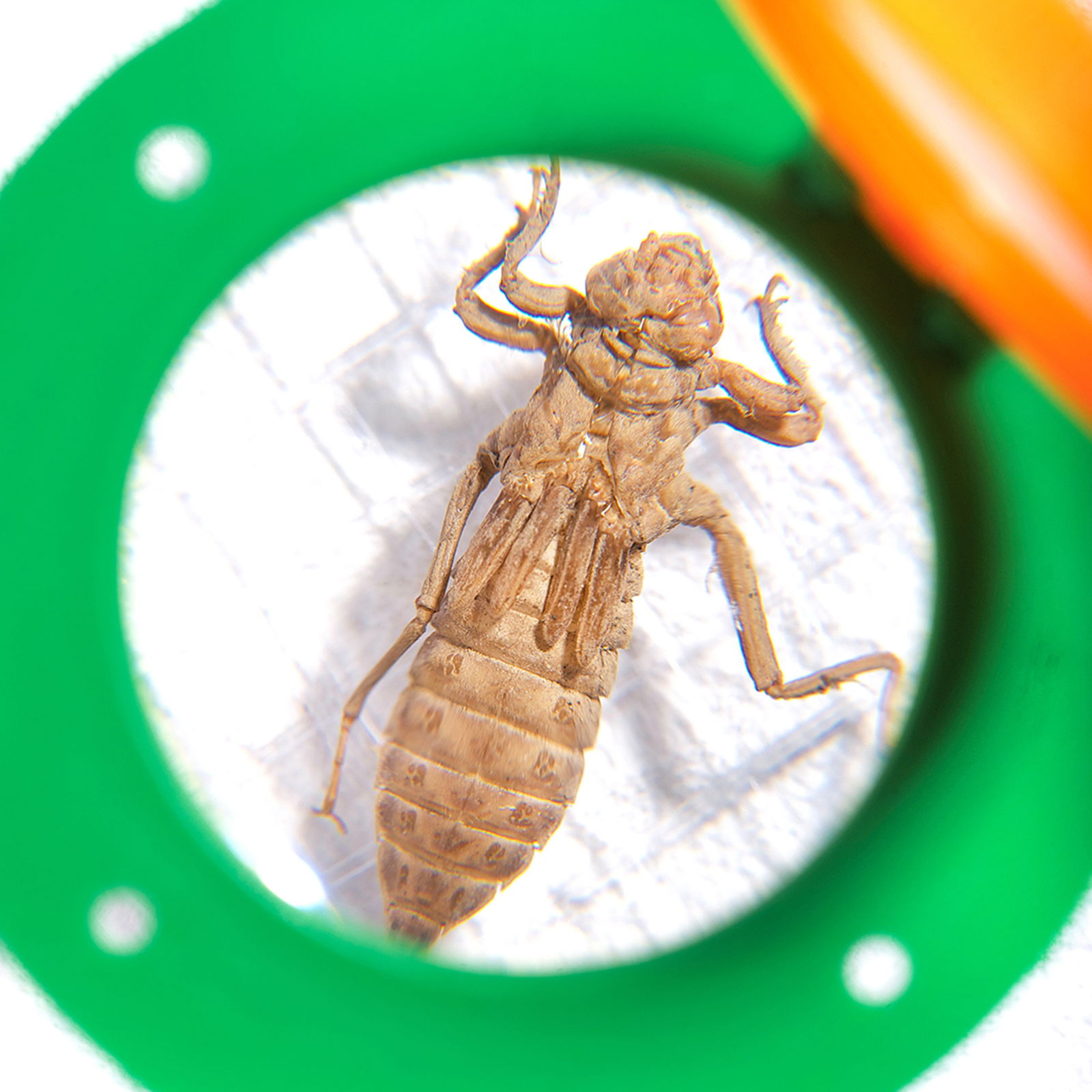 Becherlupe