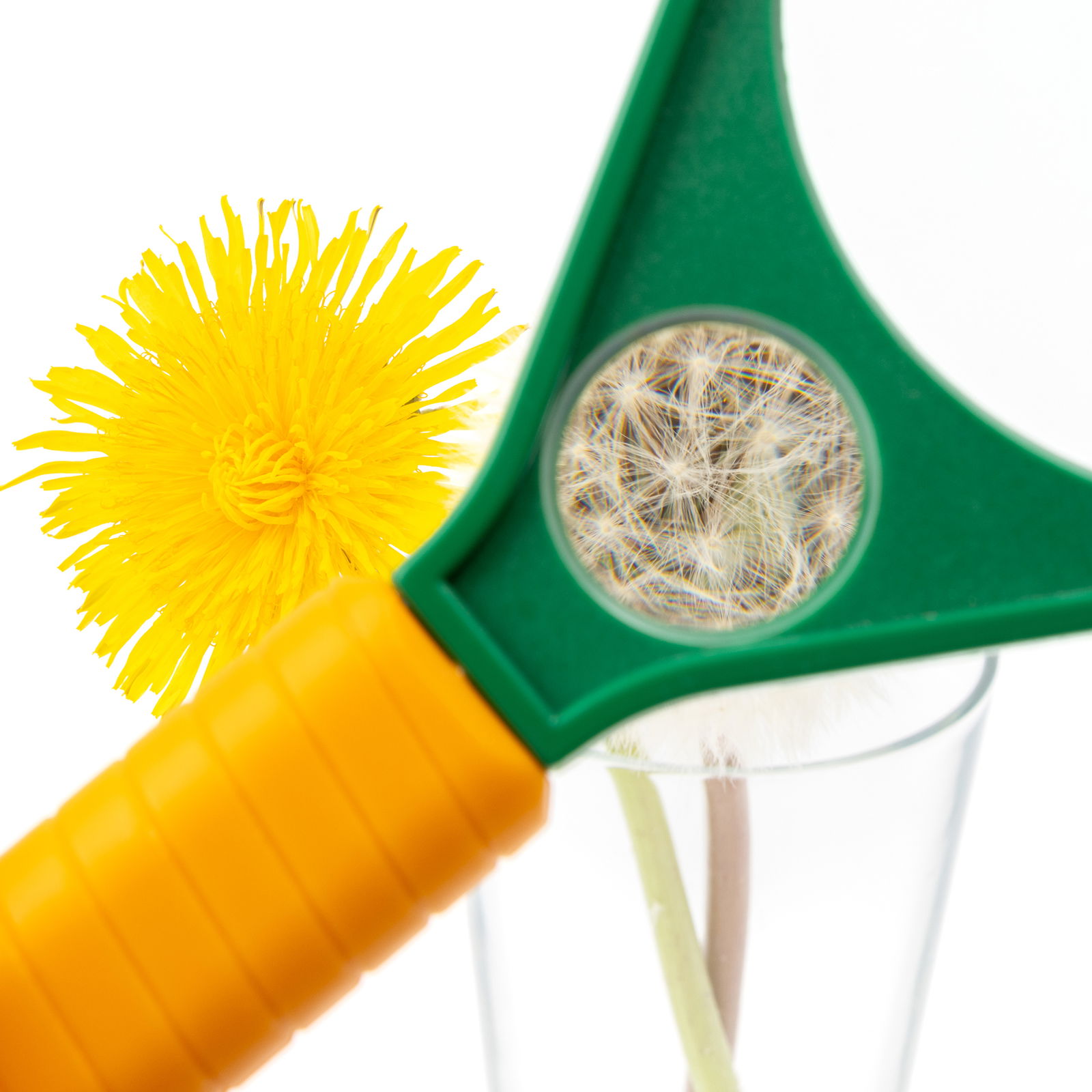 Lupa gigante Lupa gigante